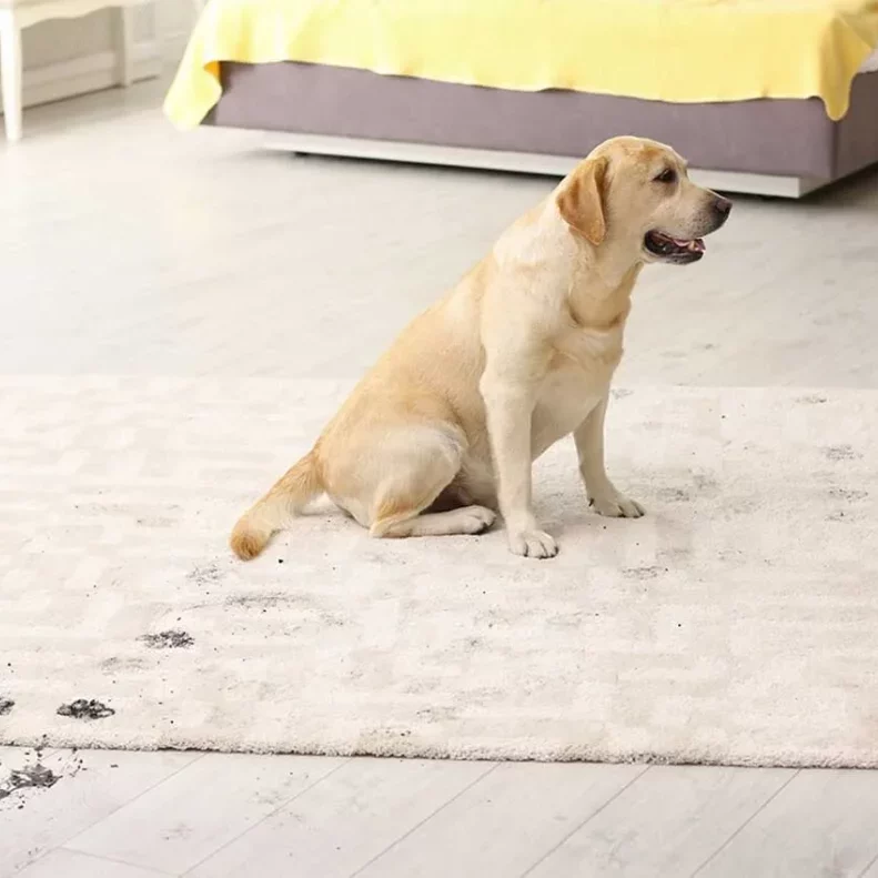 Rug care from dog's dirty footprints | Howard-Carpenter Floor Covering